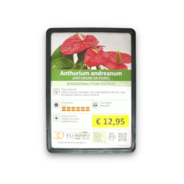 CORNICE IN PLASTICA COLORATA FORMATO A5 VERDE SCURO