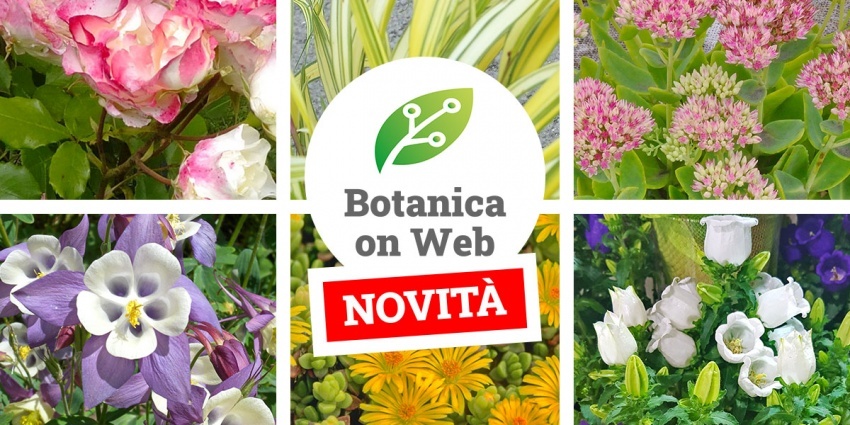 L'archivio piante di Botanica on Web è in continuo aggiornamento!