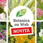 L'archivio piante di Botanica on Web è in continuo aggiornamento!
